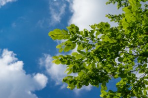 green leaves against a blue sky